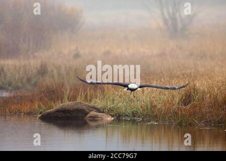 Der amerikanische Weißkopfadler ist ein Symbol für Macht, Stärke, Freiheit und Wildnis in Amerika. Bald Adler sind häufig in der gesamten Küste Alaskas in gefunden Stockfoto