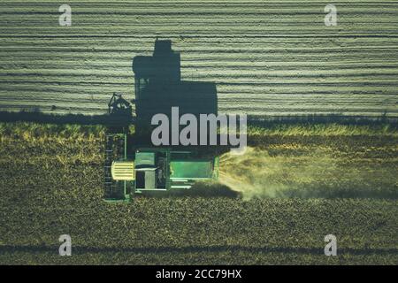 Luftaufnahme von oben nach unten des Mähdreschers arbeiten auf dem Feld, Erntezeit Stockfoto