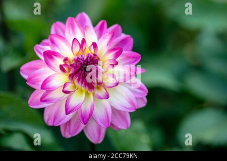 Bunte Dahlia Blüte - Asheville, North Carolina, USA Stockfoto
