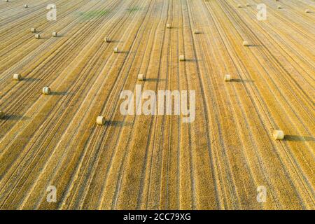 Luftaufnahme von runden Heuballen auf Stoppeln, Erntezeit Stockfoto