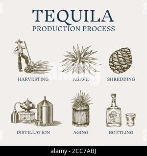 Tequila Produktionsprozess. Glasflasche, Schuss mit Kalk, destilliertem  Alkohol, blaue Agave Pflanze, Fass und Landwirt und Ernte. Retro-Poster  oder Banner Stock-Vektorgrafik - Alamy