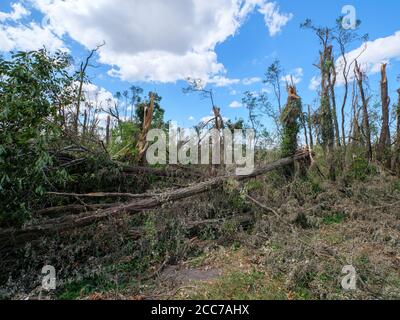 Hohe Bäume, die vom 10. August 2020 im Van Vechten Park niedergeblasen oder beschädigt wurden. Cedar Rapids, Iowa. Stockfoto