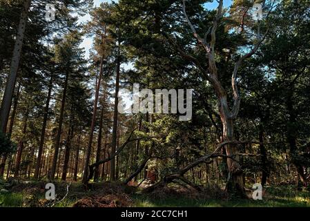 Noch Stehender Baum Im Wald Stockfoto