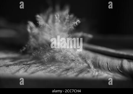 Selektiver Fokus Feather Close-Up S/W Stockfoto
