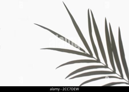 Palmblätter und ihr Schatten auf weißem Hintergrund. Sommerkonzept. Stockfoto