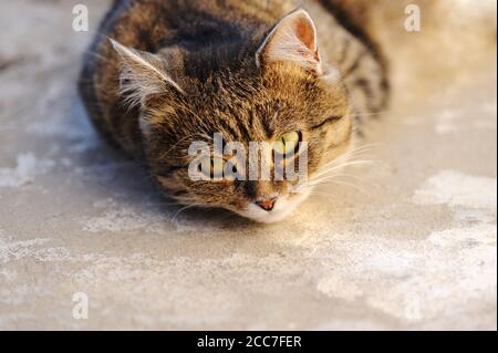 Schöne Hauskatze, die in der Sonne auf dem Boden liegt und aufschaut. Haustier, das die Sonne im Freien genießt.Nahaufnahme des Gesichts der Katze. Stockfoto