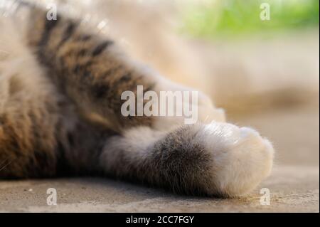 Fluffige graue und weiße Katzenpfote auf dem grauen Hintergrund an sonnigen Tagen, Nahaufnahme.Selektiver Fokus, horizontale Ausrichtung. Stockfoto