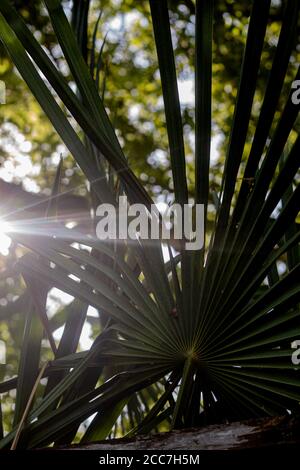 Chinesische Windmühle Palme in der Morgensonne, die hoch wächst Über braunem Holzzaun Stockfoto