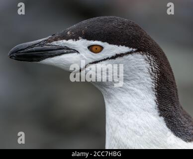 Nahaufnahme eines erwachsenen Chinstrap-Pinguins (Pygoscelis antarcticus) in der Antarktis. Stockfoto