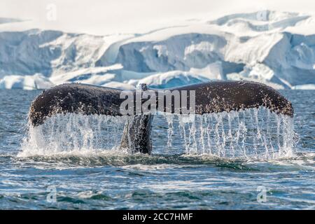 Ein Buckelwal (Megaptera novaeangliae)-Schwanz strömt Wasser davon, während er in der Antarktis unter dem Meer taucht. Stockfoto