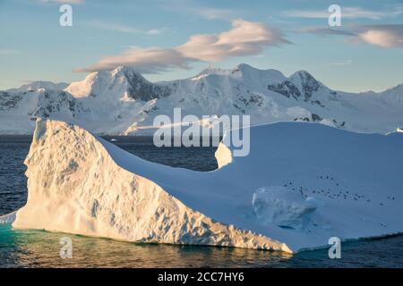 Eine Gruppe von Chinstrap-Pinguinen (Pygoscelis antarcticus), die auf einem massiven Eisberg ruht, während die Sonne in der antarktischen Landschaft untergeht. Stockfoto