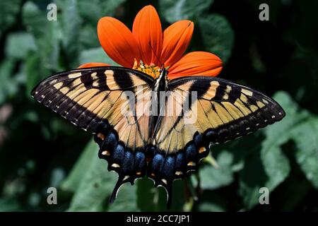 Östlicher Tigerschluckschwanz auf Echinacea Blume. Der Schmetterling ist ein Schwalbenschwanzschmetterling, der im östlichen Nordamerika beheimatet ist. Stockfoto