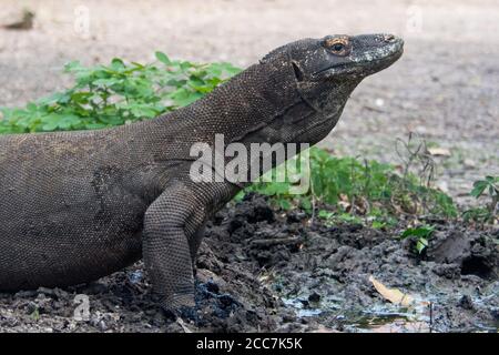 Komodo-Drache (Varanus komodoensis) aus dem Komodo-Nationalpark. Diese Eidechsen sind die größten der Welt und ein Lehrbuchbeispiel für den Gigantismus der Insel. Stockfoto