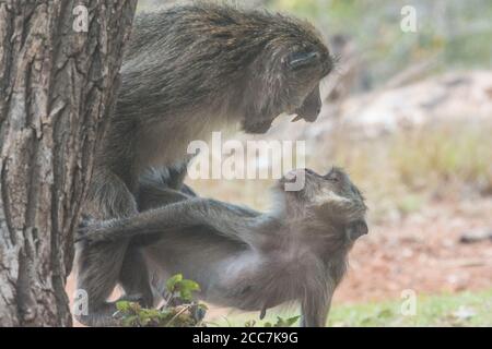 Eine männliche und weibliche Krabbe, die Macaca fascicularis (Macaca fascicularis) verpaart, und die männlichen Schnauzen beim Weibchen. Im Komodo Nationalpark, Indonesien. Stockfoto