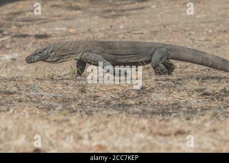 Ein junger junger Komodo-Drache (Varanus komodoensis), noch klein, muss er Erwachsene derselben Art meiden, wie sie ihn fressen dürfen. Stockfoto