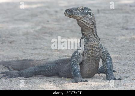 Ein junger junger Komodo-Drache (Varanus komodoensis), noch klein, muss er Erwachsene derselben Art meiden, wie sie ihn fressen dürfen. Stockfoto