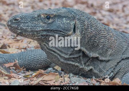 Nahaufnahme eines Komodo-Drachen (Varanus komodoensis), der größten Eidechse der Welt und nur auf wenigen Inseln Indonesiens lebend. Stockfoto