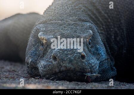 Nahaufnahme eines Komodo-Drachen (Varanus komodoensis), der größten Eidechse der Welt und nur auf wenigen Inseln Indonesiens lebend. Stockfoto