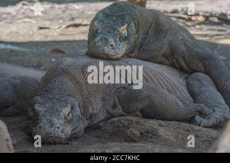 Komodo-Drachen (Varanus komodoensis) entfliehen der Hitze des Tages und schlafen zusammen im Schatten. Vom Komodo Nationalpark, Indonesien. Stockfoto