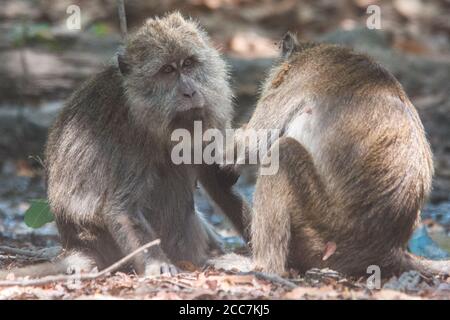 Ein Paar Krabben, die Macaca fascicularis im Komodo Nationalpark essen, einer frisst den anderen. Ein häufiges Beispiel für soziales Verhalten bei Affen. Stockfoto