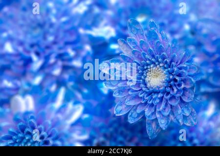 Schöne blaue Chrysantheme Blume, Nahaufnahme Stockfoto