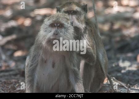 Ein Paar Krabben, die Macaca fascicularis im Komodo Nationalpark essen, einer frisst den anderen. Ein häufiges Beispiel für soziales Verhalten bei Affen. Stockfoto