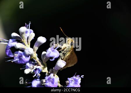 Ein kleiner Skipper Schmetterling auf einem Glyzinienbusch. Stockfoto