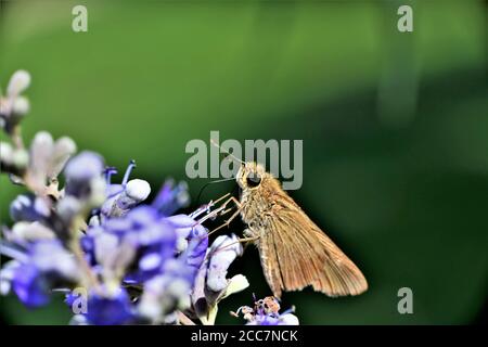 Ein kleiner Skipper Schmetterling auf einem Glyzinienbusch. Stockfoto