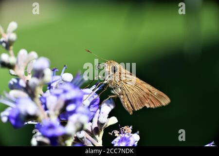 Ein kleiner Skipper Schmetterling auf einem Glyzinienbusch. Stockfoto