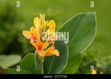 Canna indica, bekannt als Indian Shot, African arrowroot, essbare Canna oder Sierra Leone arrowroot, heimisch in Mittel-/Südamerika und als Nahrung angebaut. Stockfoto