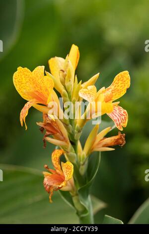 Canna indica, bekannt als Indian Shot, African arrowroot, essbare Canna oder Sierra Leone arrowroot, heimisch in Mittel-/Südamerika und als Nahrung angebaut. Stockfoto