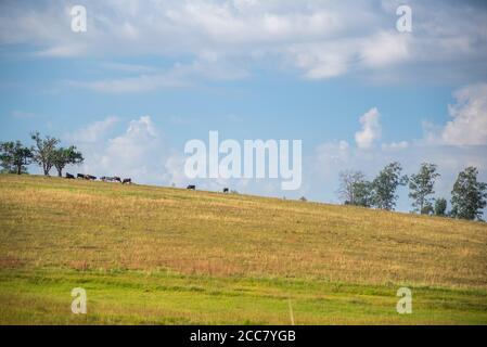 Umfangreiche Erstellung. Cumulunimbus Wolken. Ländliche Landschaft im Bundesstaat Rio Grande do Sul. Viehfelder im südlichen Brasilien. Am späten Nachmittag in der Stockfoto