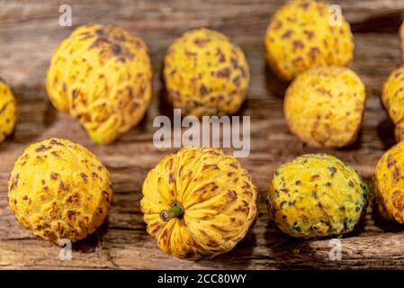 Frucht des Annona crassiflora-Baumes. Das araticum ist eine Frucht aus dem brasilianischen Cerrado, fleischig und kann bis zu zwei Kilo wiegen. Sehr ähnlich zu Stockfoto