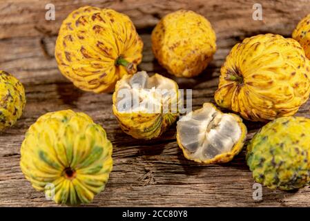 Frucht des Annona crassiflora-Baumes. Das araticum ist eine Frucht aus dem brasilianischen Cerrado, fleischig und kann bis zu zwei Kilo wiegen. Sehr ähnlich zu Stockfoto