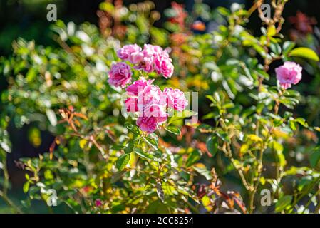 Rosenblüten. Die Rose ist eine der beliebtesten Blumen der Welt. Gefeiert über die Jahrhunderte, die Rose, Symbol der Liebhaber. Fossilien dieser ro Stockfoto