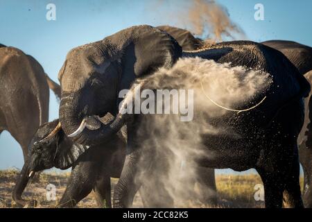 Nahaufnahme von nassem Mutter- und Babystaub beim Baden An einem sonnigen Nachmittag Sand auf ihre nassen Körper werfen In Chobe River Botswana Stockfoto