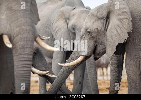 Elefantenfamilie steht an einem Wasserloch trinken in Savuti Reserve In Botswana Stockfoto