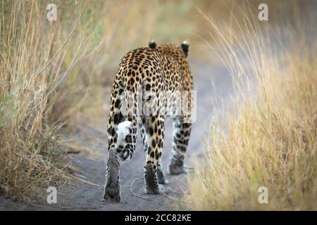 Leopard geht weg mit seinem Rücken Landschaftsansicht in hoch Gras in Savuti Botswana Stockfoto