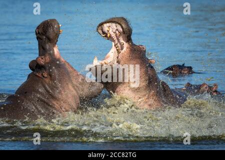 Flusspferde kämpfen mit offenem Mund und zeigen Zähne und Stoßzähne Wasserspritzer im Kruger Park Südafrika Stockfoto