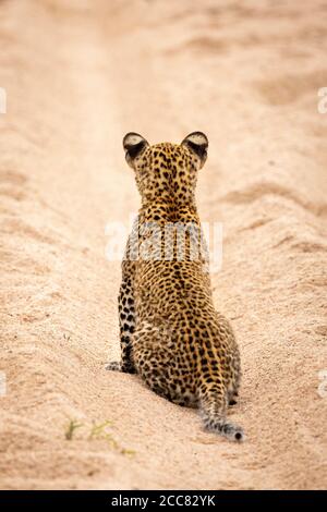 Leopardenjunge sitzt aufrecht im Sand mit dem Rücken zu Kamera im Kruger Park Südafrika Stockfoto