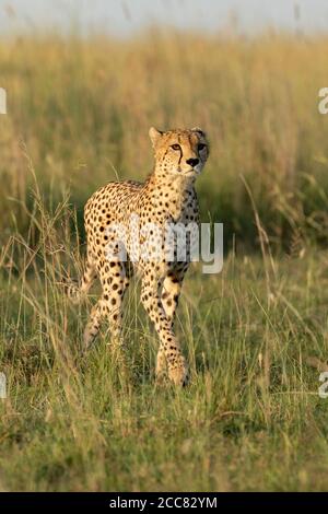 Erwachsene Gepard vertikal Porträt suchen wachsam zu Fuß in grün hoch Gras in Masai Mara Kenia Stockfoto