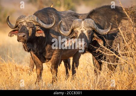 Zwei Erwachsene Büffel schauen wachsam und stehen in der Höhe Gelbes Gras im Kruger Park Südafrika Stockfoto