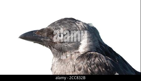 Krähe Küken isoliert auf weißem Hintergrund. Krähenschnecke schaut auf die Kamera. Nahaufnahme. Stockfoto