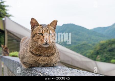 New Taipei City, Taiwan - Houtong Cat Village. Ein berühmter Touristenort in Ruifang, New Taipei City, Taiwan. Stockfoto