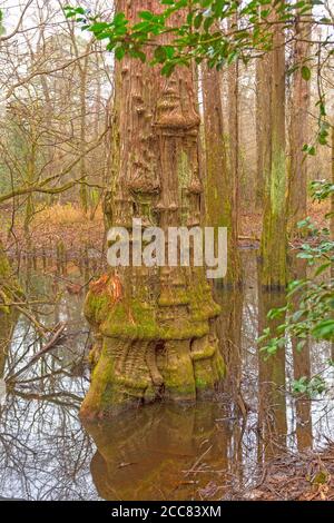 Markanter Zypressenbaum-Stamm im Wetland Forest in Big Thicket National Preserve in Texas Stockfoto