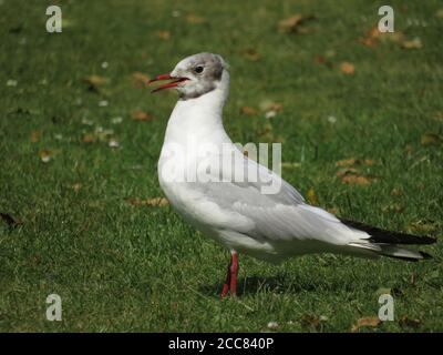 Junge Schwarzkopfmöwe ruft, während sie auf dem Gras steht Der lokale Park Stockfoto