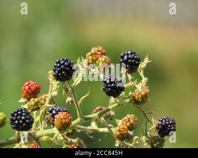 Nahaufnahme von wilden Brombeeren, die auf einem Busch mit weichem Fokus wachsen Stockfoto