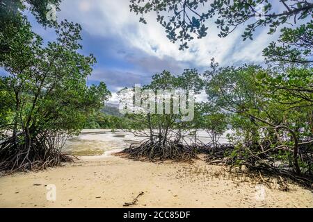 Mangroven am Myall Beach, Cape Tribulation im Daintree National Park, Cape York Peninsula, Far North Queensland, Australien Stockfoto