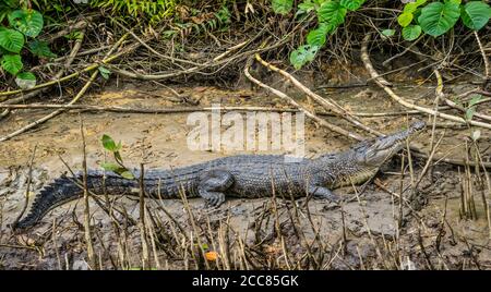 Salzwasser Krokodil (Crocodylus porosus) Faulenzen am Ufer des Daintrie River, weit Stockfoto