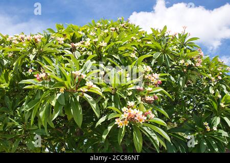Dieses einzigartige Foto zeigt einen blühenden Jasminbusch und AT Oben auf diesem Bild sehen Sie das Blau Himmel mit weißen Wolken an einem sonnigen Morgen Stockfoto